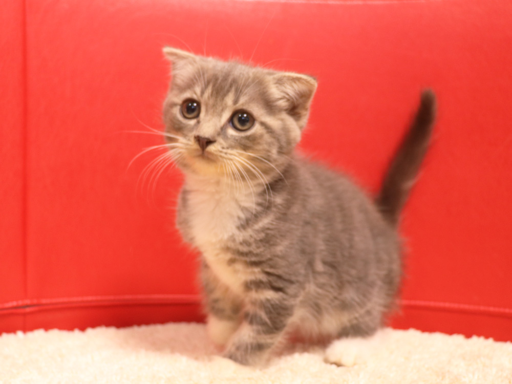 スコティッシュフォールドの子猫画像