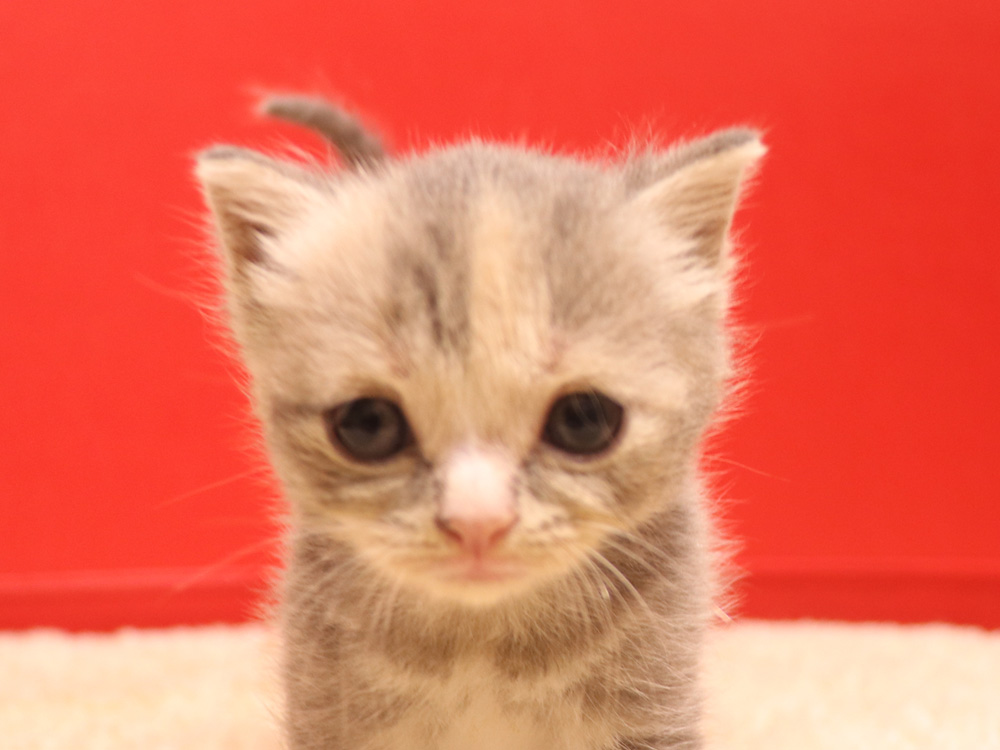 スコティッシュフォールドの子猫画像