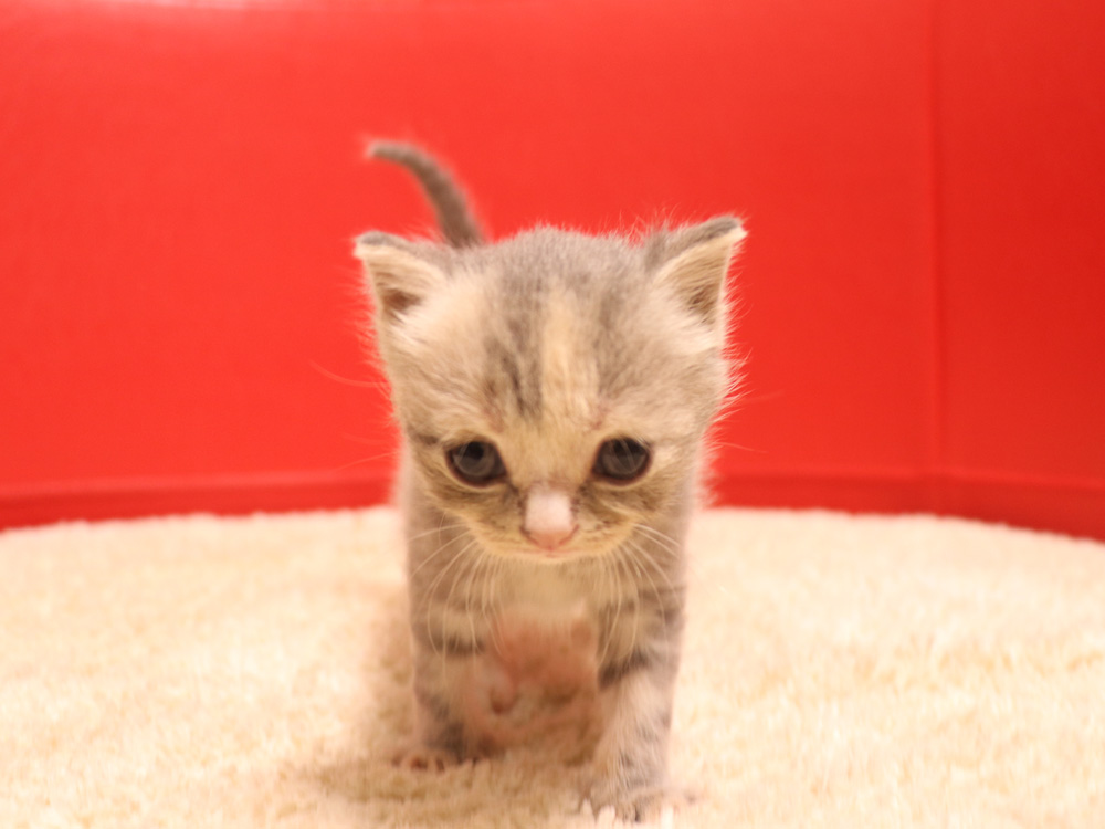 スコティッシュフォールドの子猫画像