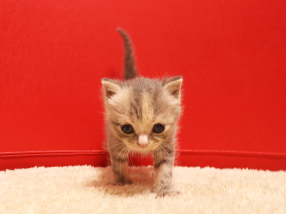 スコティッシュフォールドの子猫画像