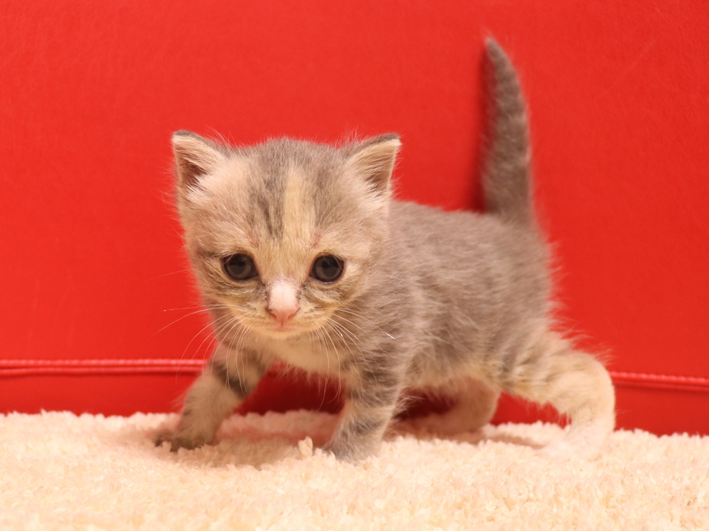 スコティッシュフォールドの子猫画像
