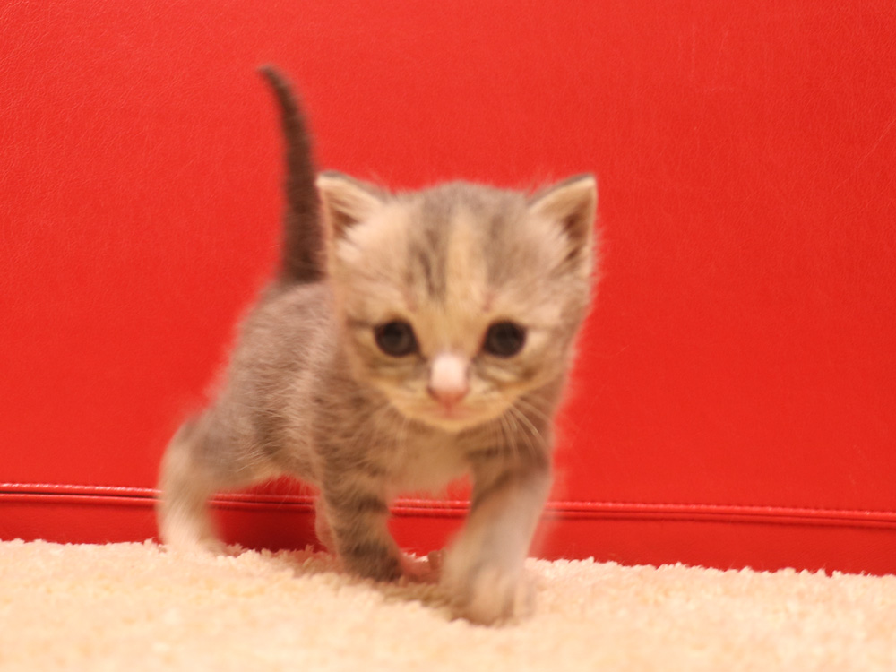 スコティッシュフォールドの子猫画像
