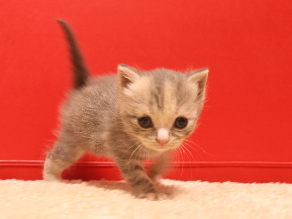 スコティッシュフォールドの子猫画像