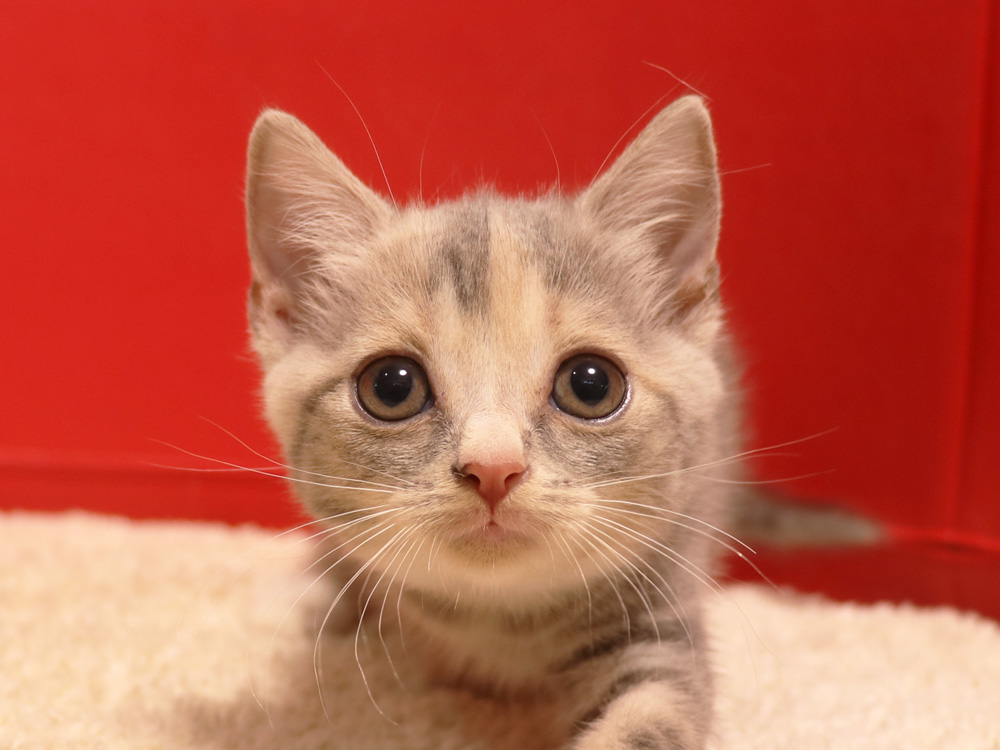 スコティッシュフォールドの子猫画像