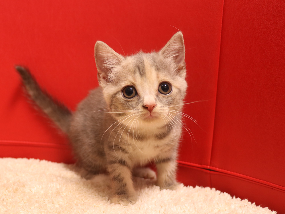 スコティッシュフォールドの子猫画像