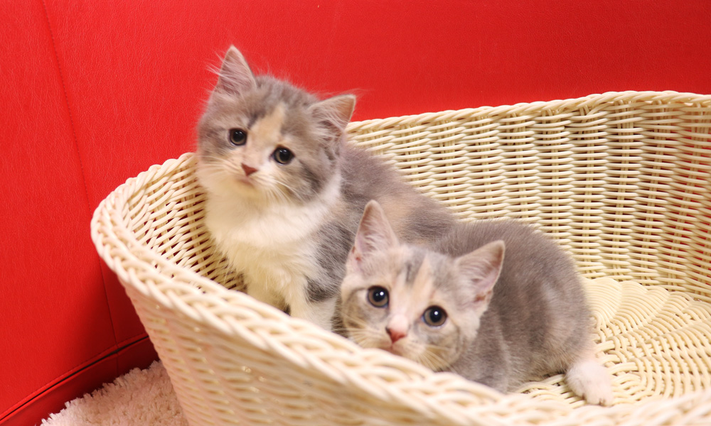 スコティッシュフォールドの子猫画像