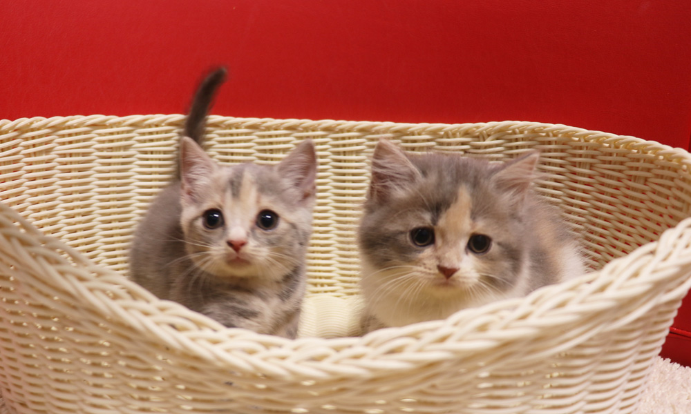 スコティッシュフォールドの子猫画像