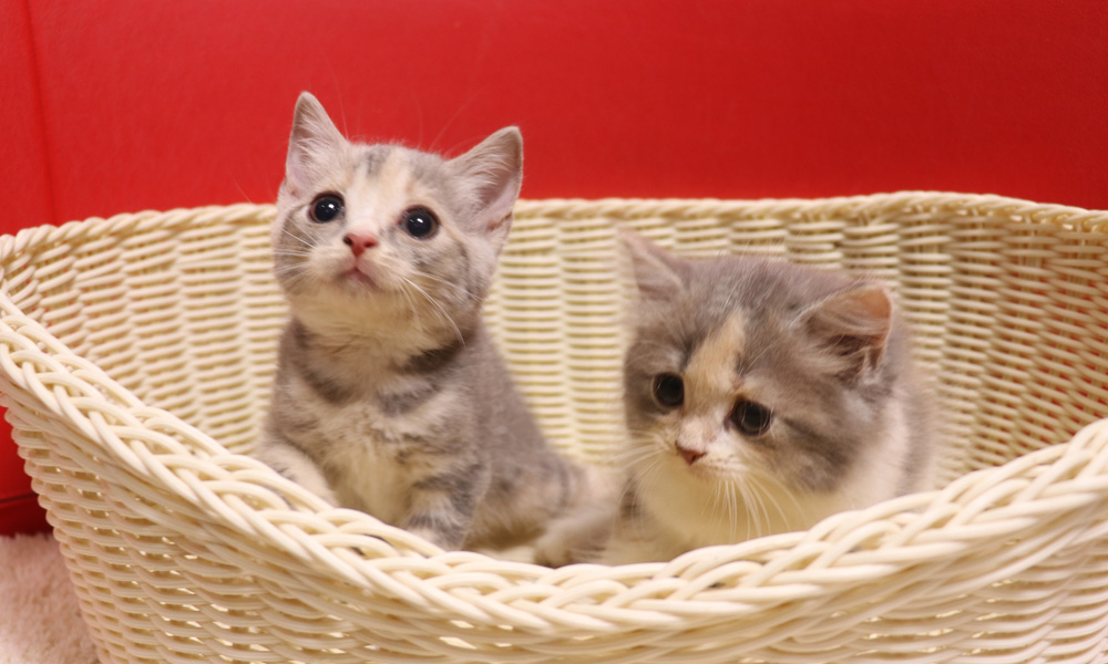 スコティッシュフォールドの子猫画像