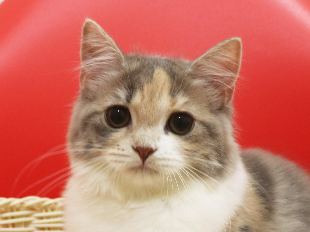 スコティッシュフォールドの子猫画像