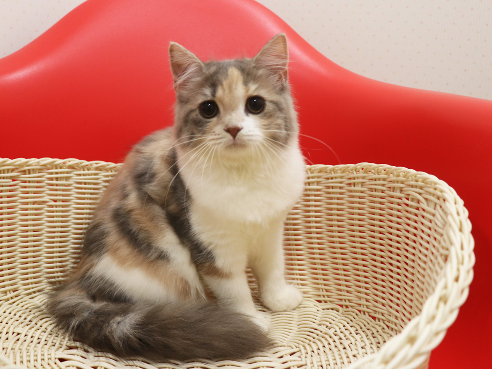 スコティッシュフォールドの子猫画像