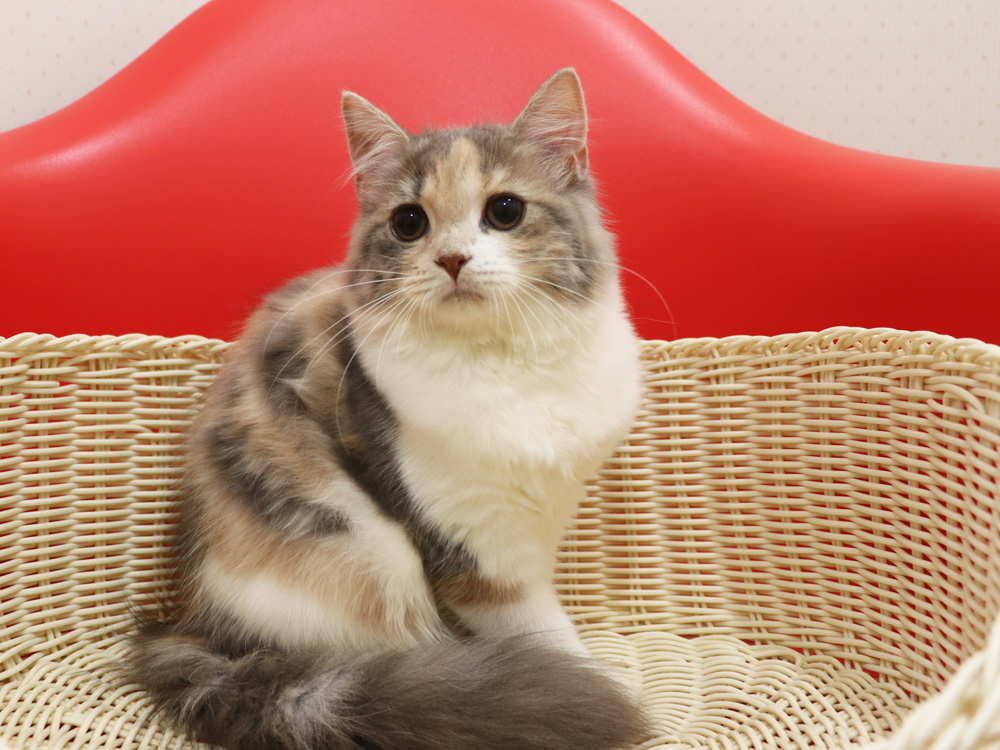 スコティッシュフォールドの子猫画像