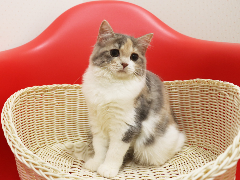 スコティッシュフォールドの子猫画像