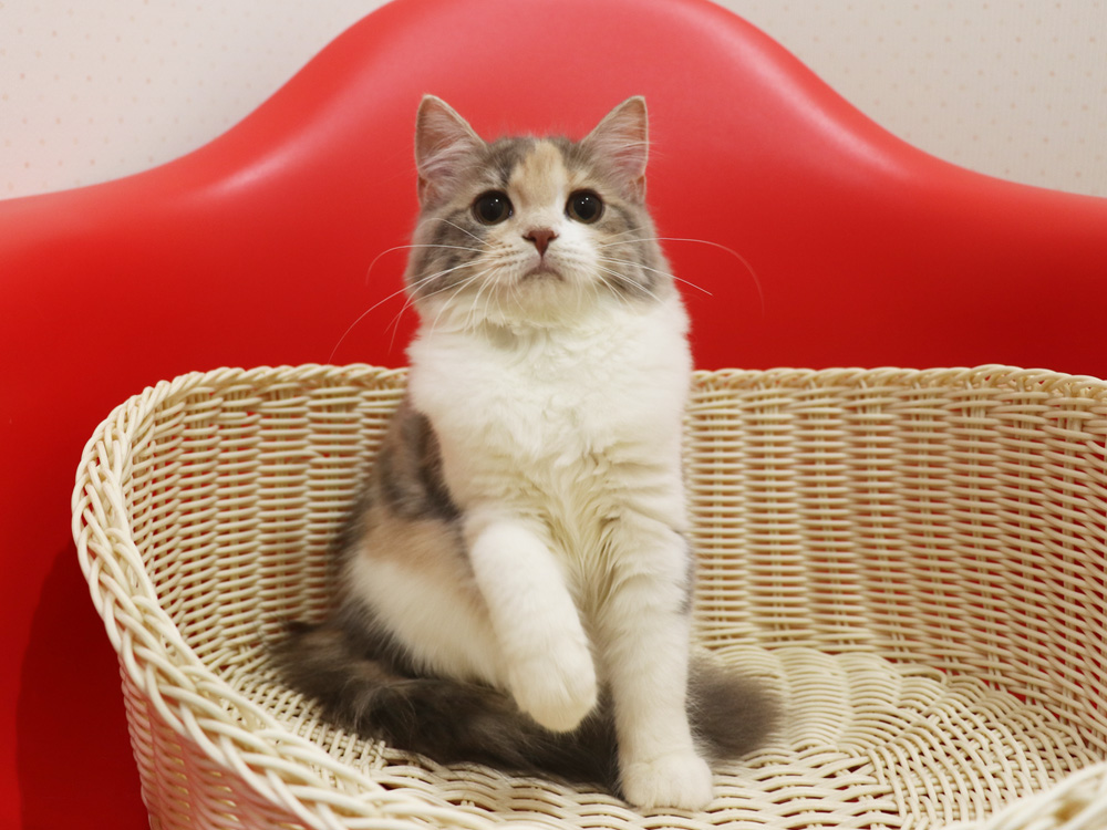 スコティッシュフォールドの子猫画像