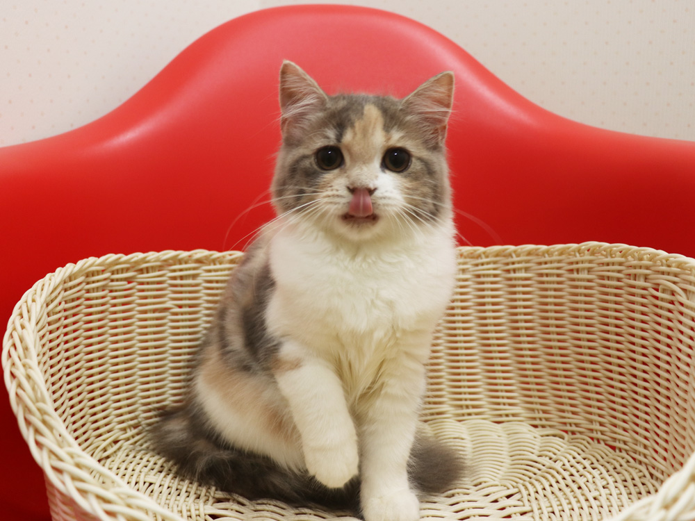 スコティッシュフォールドの子猫画像