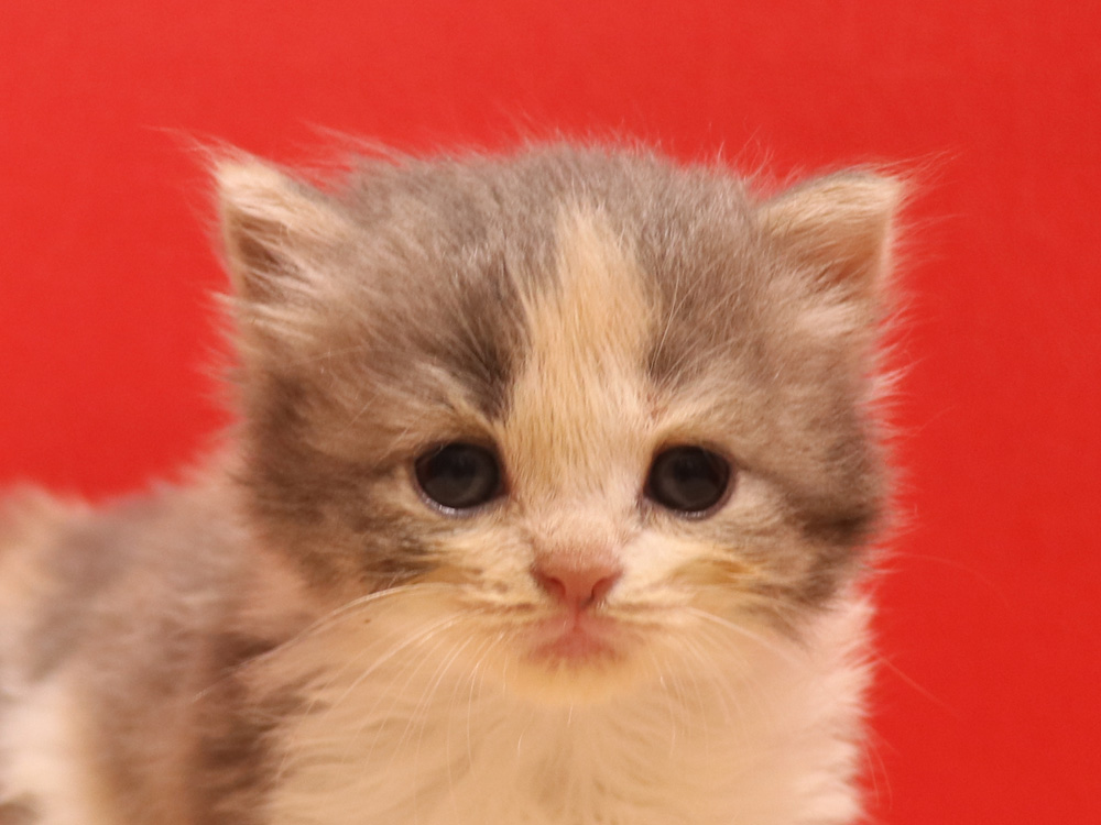 スコティッシュフォールドの子猫画像
