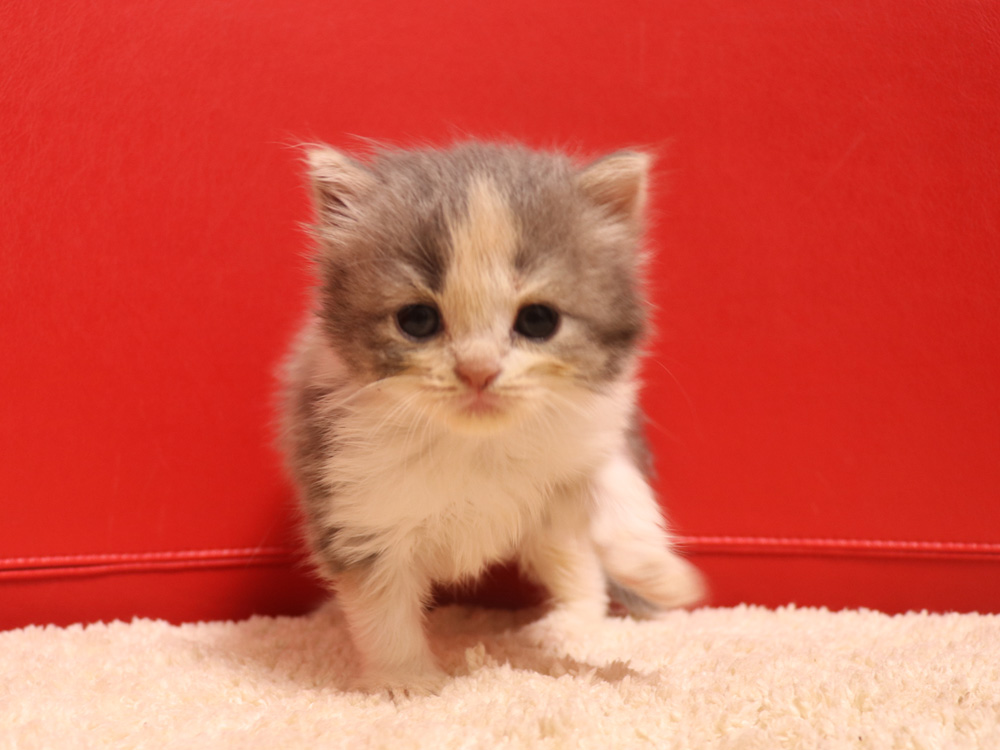 スコティッシュフォールドの子猫画像
