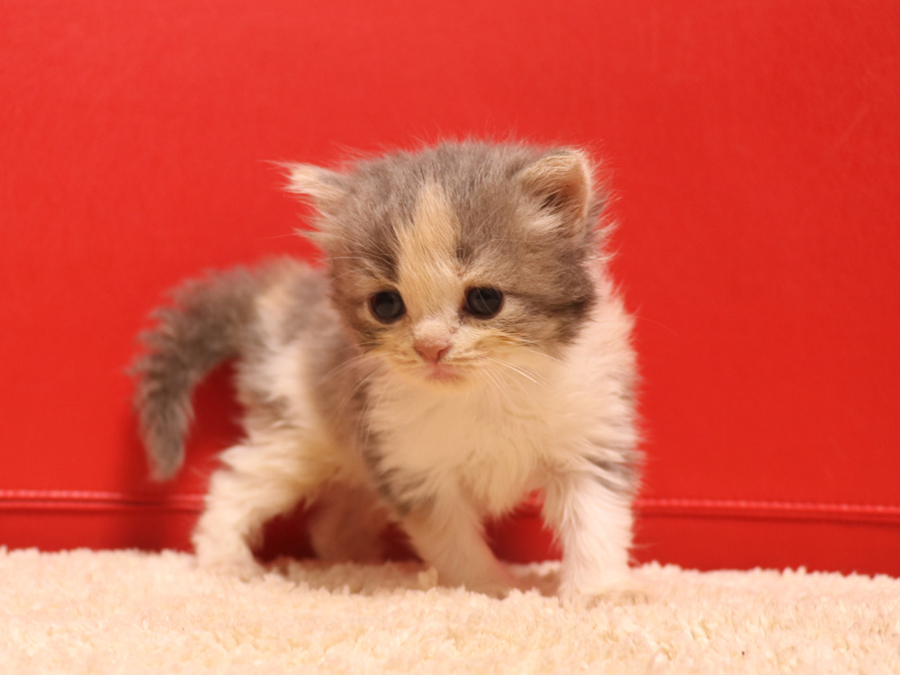 スコティッシュフォールドの子猫画像
