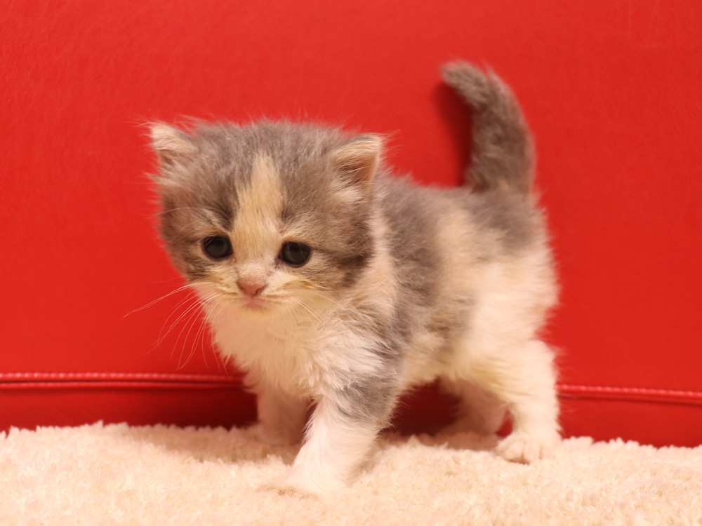 スコティッシュフォールドの子猫画像