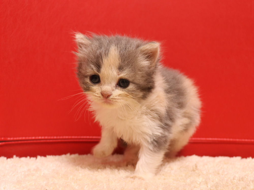 スコティッシュフォールドの子猫画像