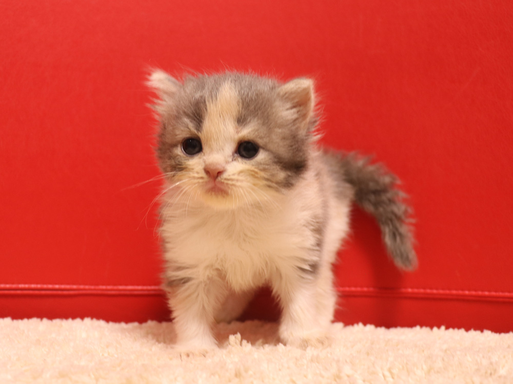 スコティッシュフォールドの子猫画像