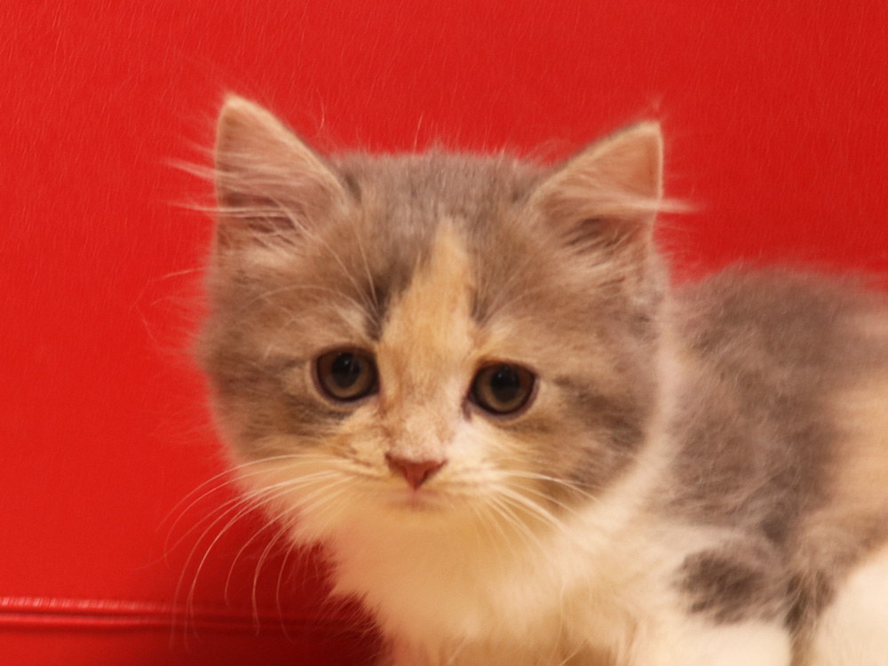 スコティッシュフォールドの子猫画像
