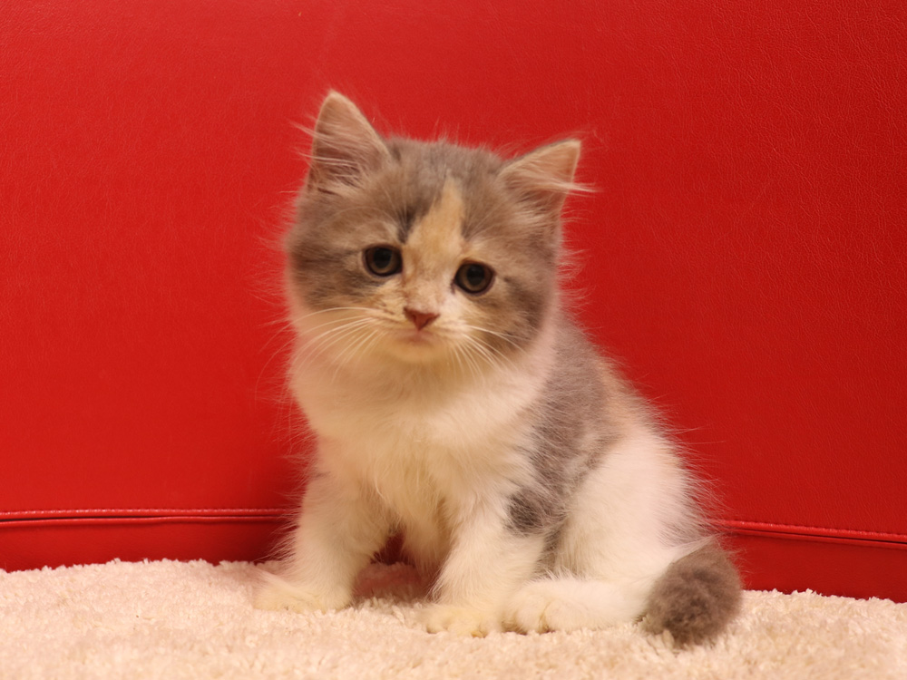 スコティッシュフォールドの子猫画像