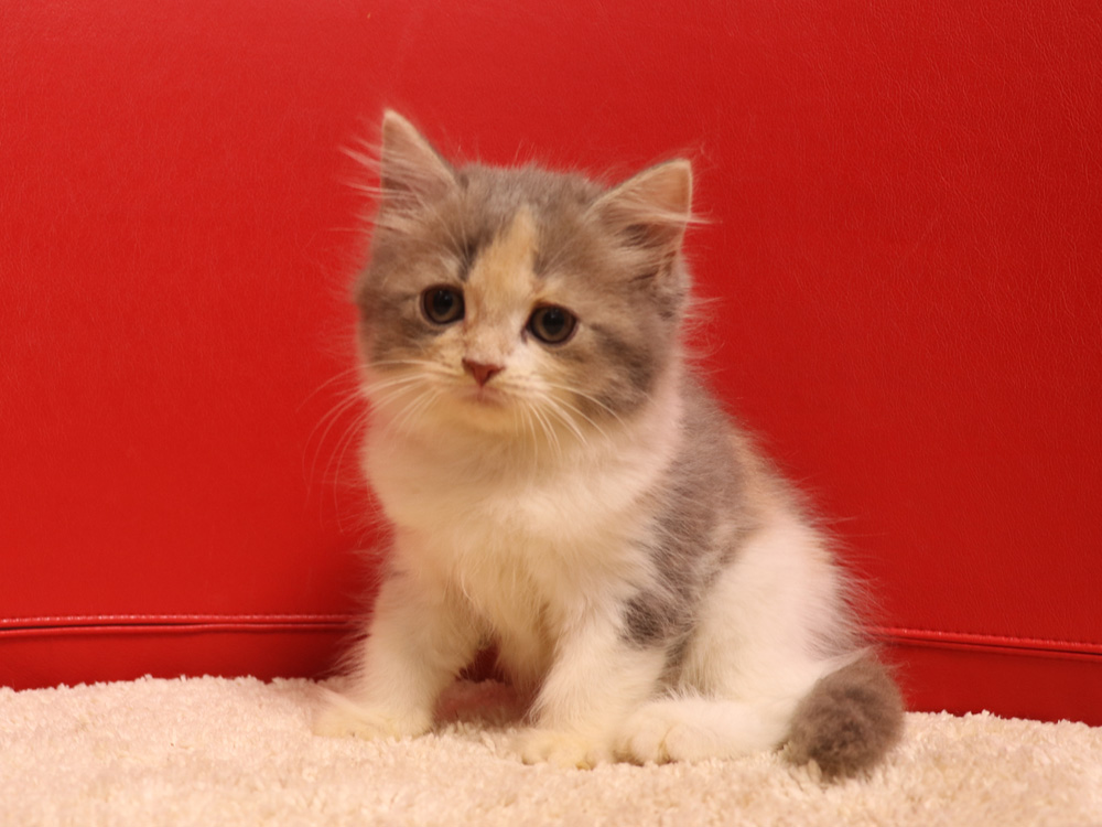 スコティッシュフォールドの子猫画像