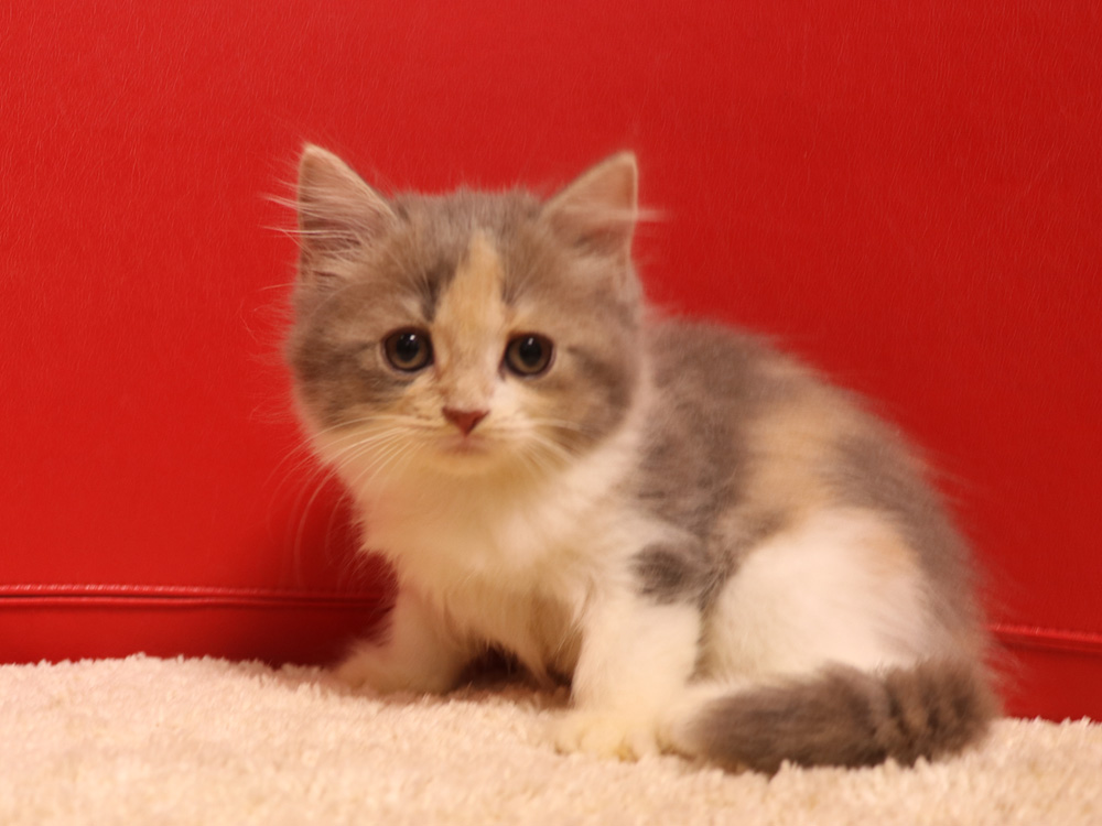 スコティッシュフォールドの子猫画像