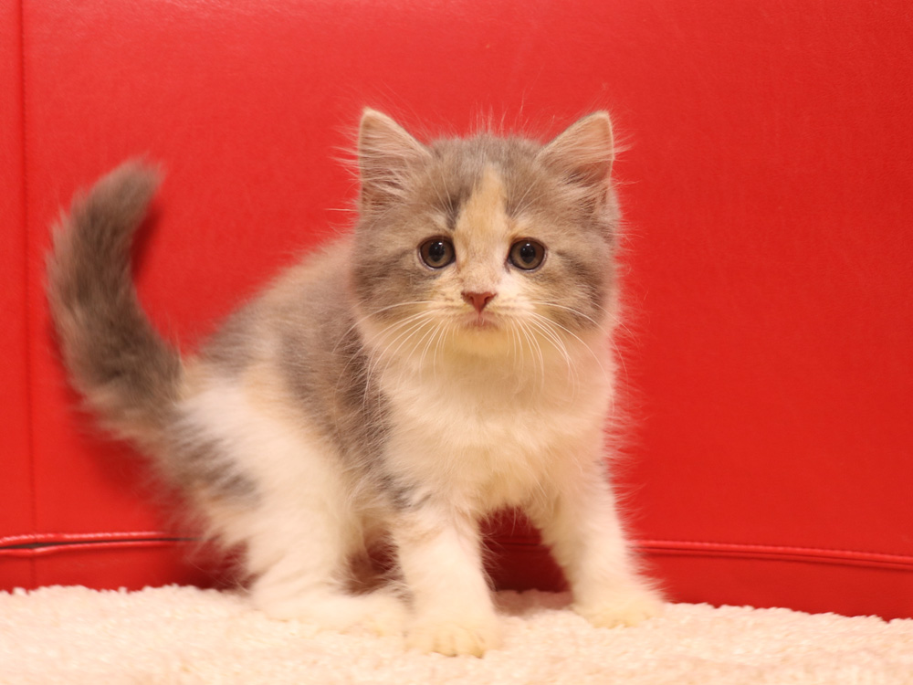 スコティッシュフォールドの子猫画像