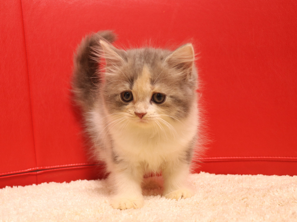 スコティッシュフォールドの子猫画像