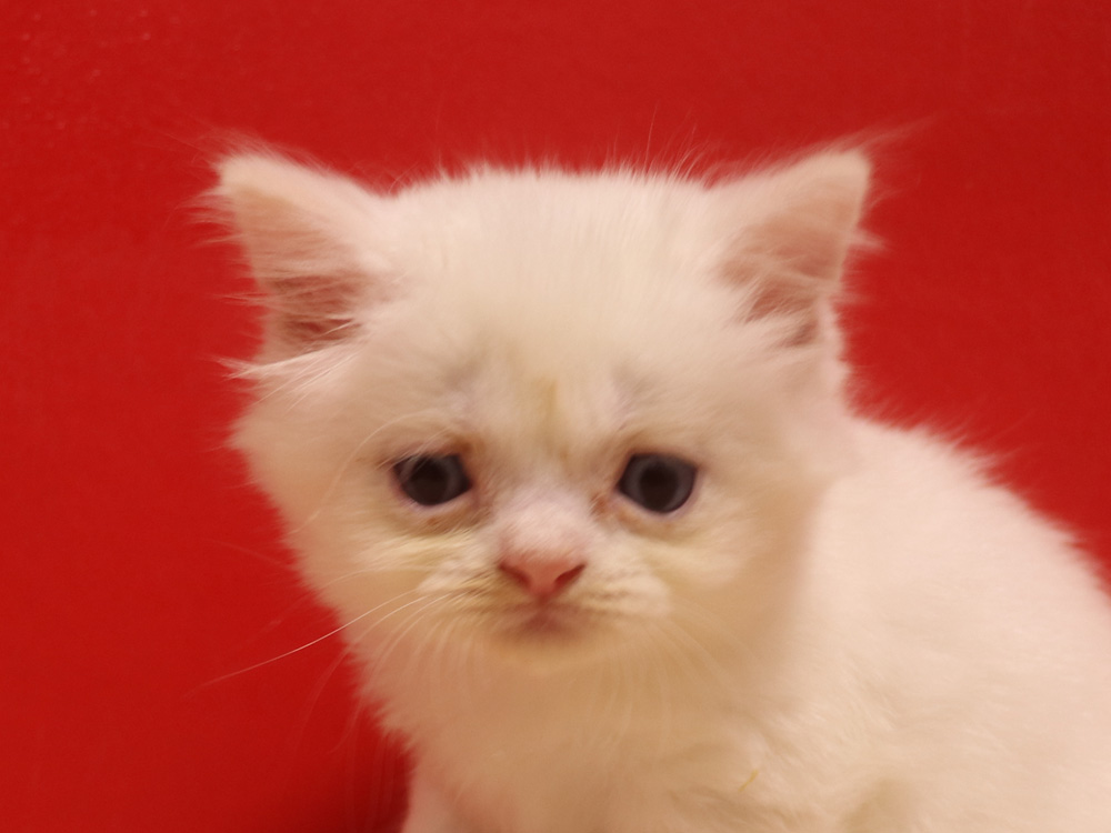 スコティッシュフォールドの子猫画像
