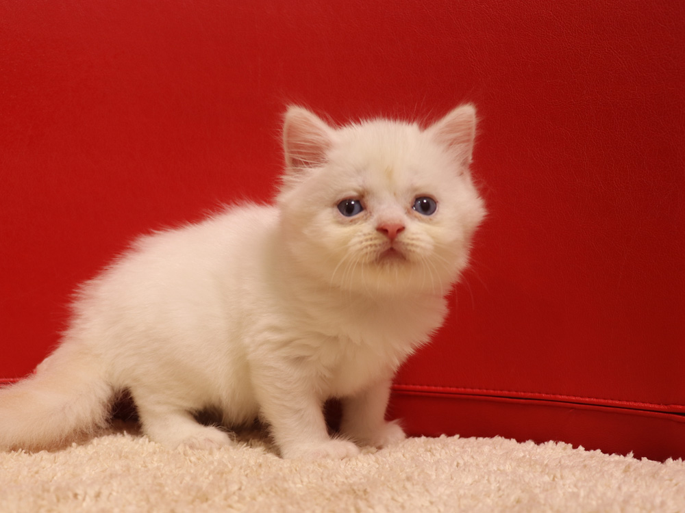 スコティッシュフォールドの子猫画像