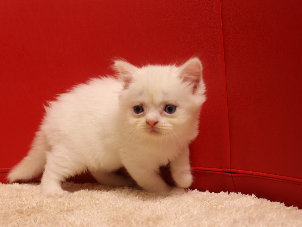 スコティッシュフォールドの子猫画像