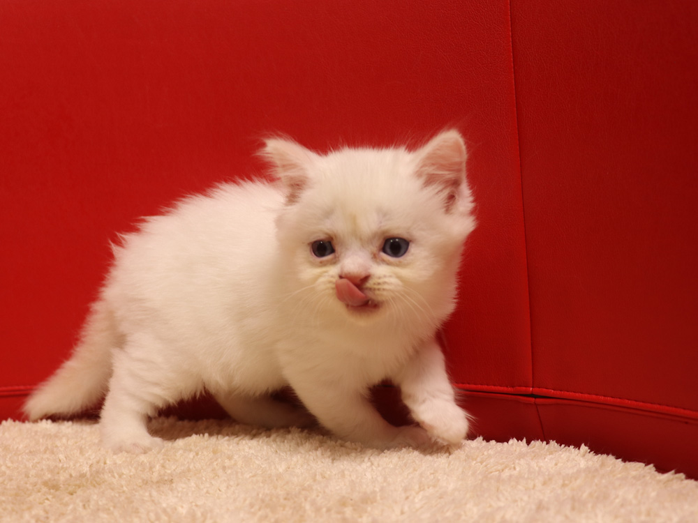 スコティッシュフォールドの子猫画像