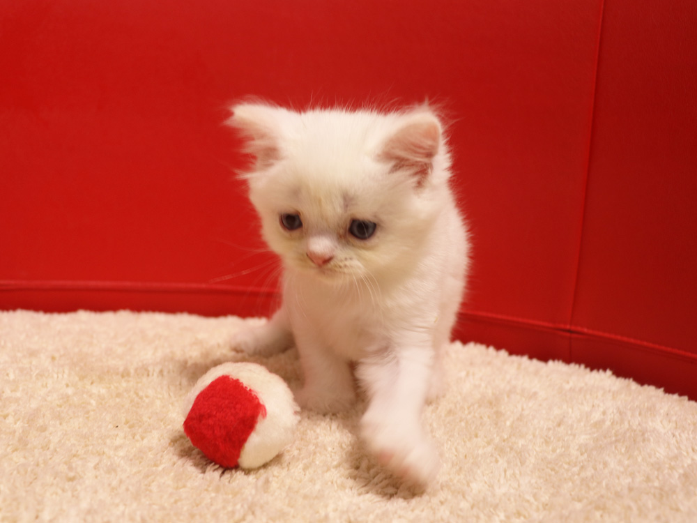 スコティッシュフォールドの子猫画像