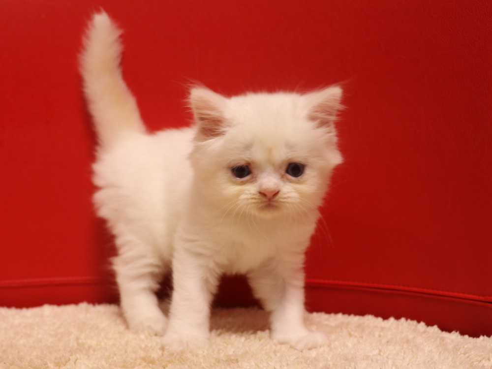 スコティッシュフォールドの子猫画像