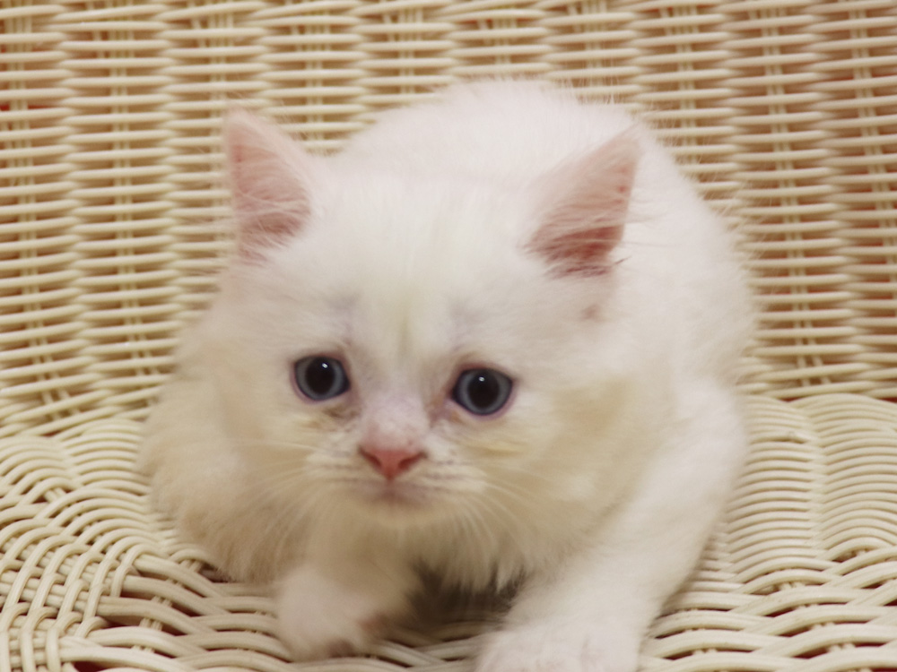 スコティッシュフォールドの子猫画像