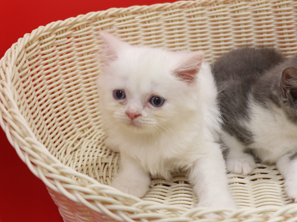 スコティッシュフォールドの子猫画像