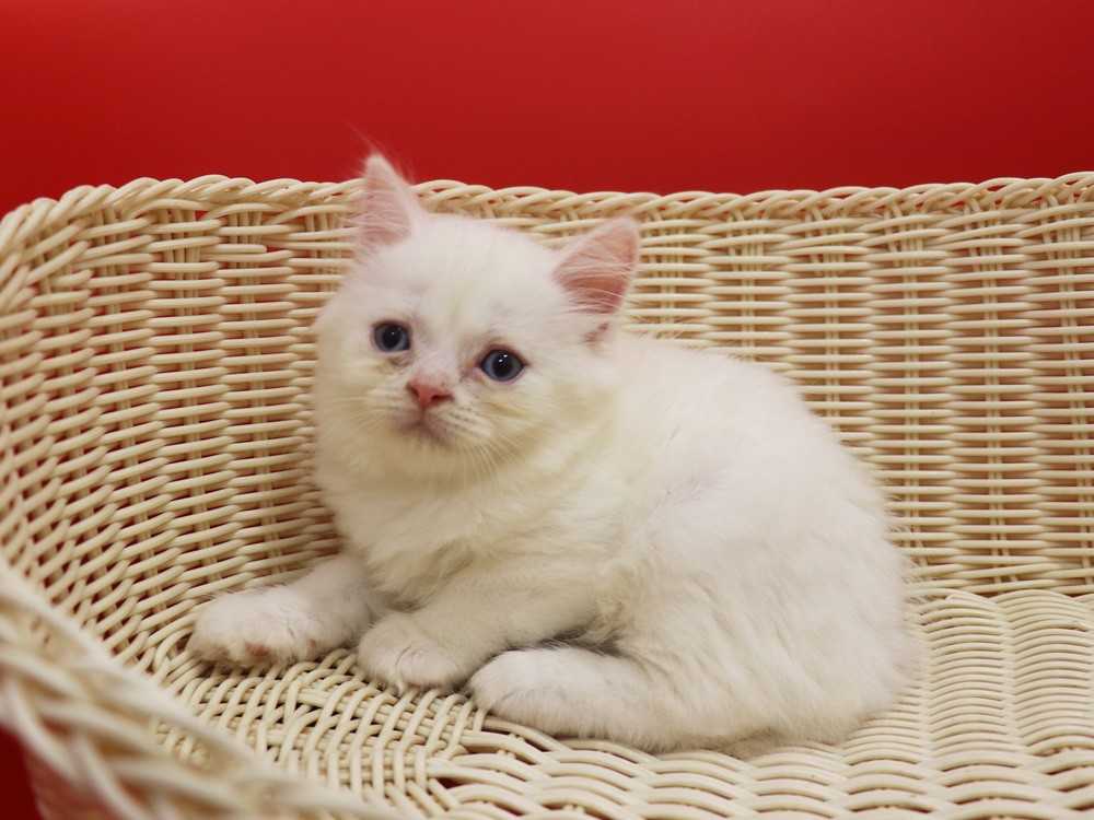 スコティッシュフォールドの子猫画像