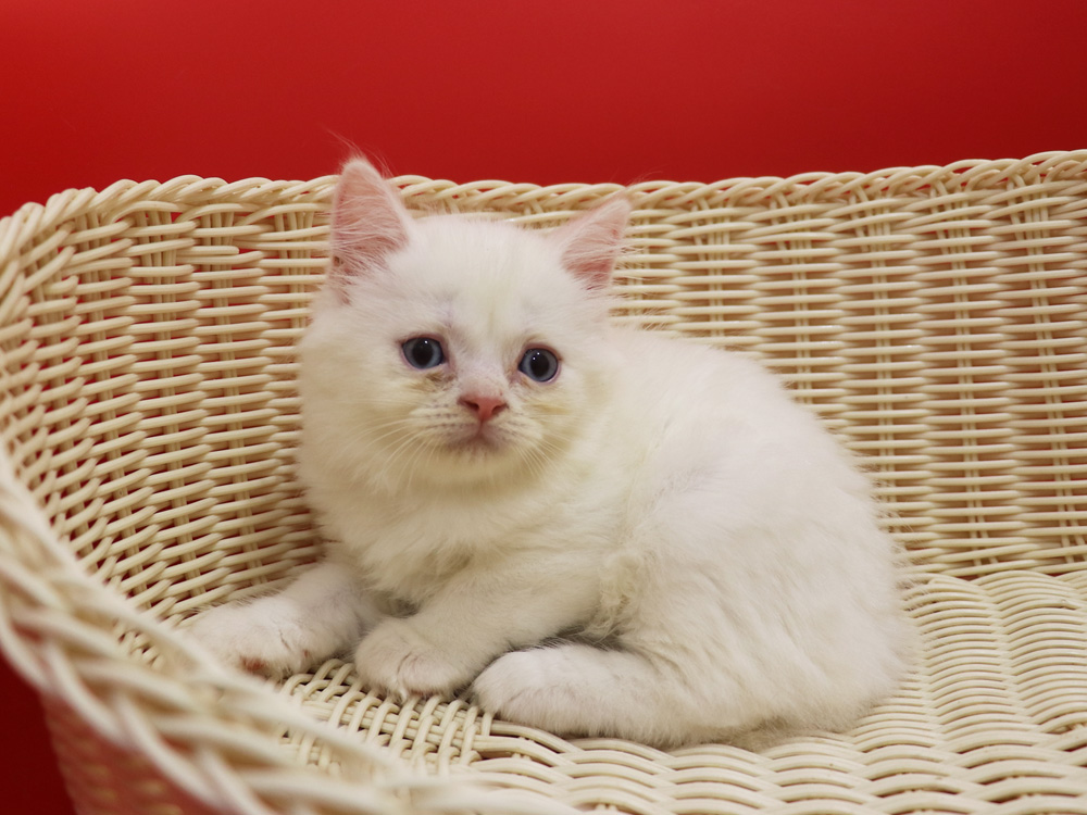 スコティッシュフォールドの子猫画像