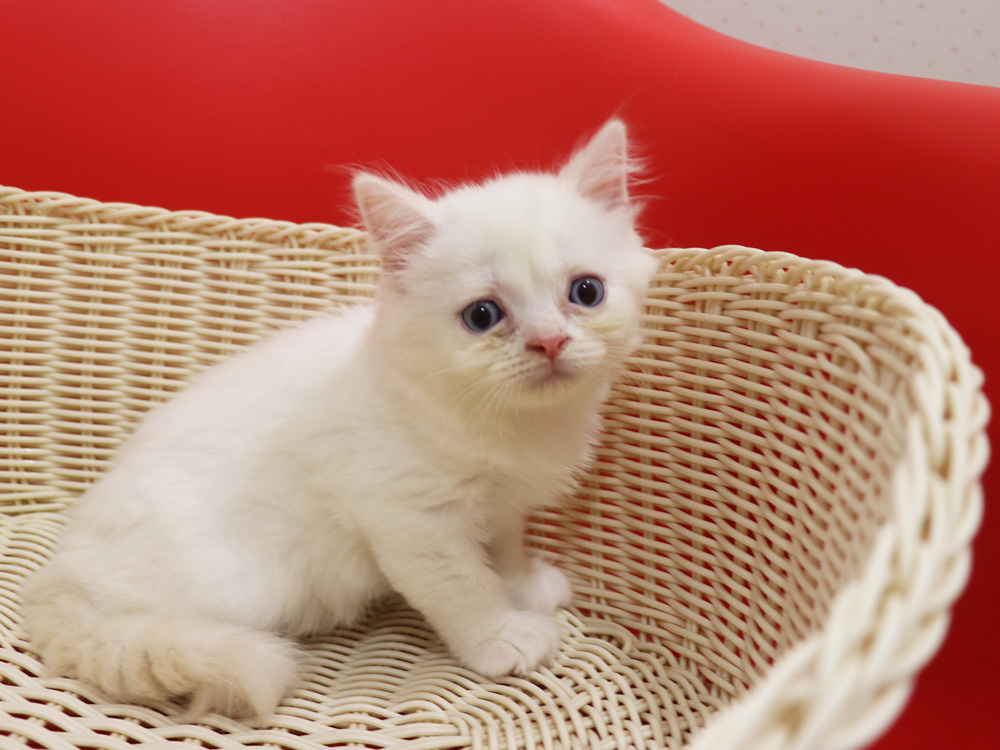 スコティッシュフォールドの子猫画像