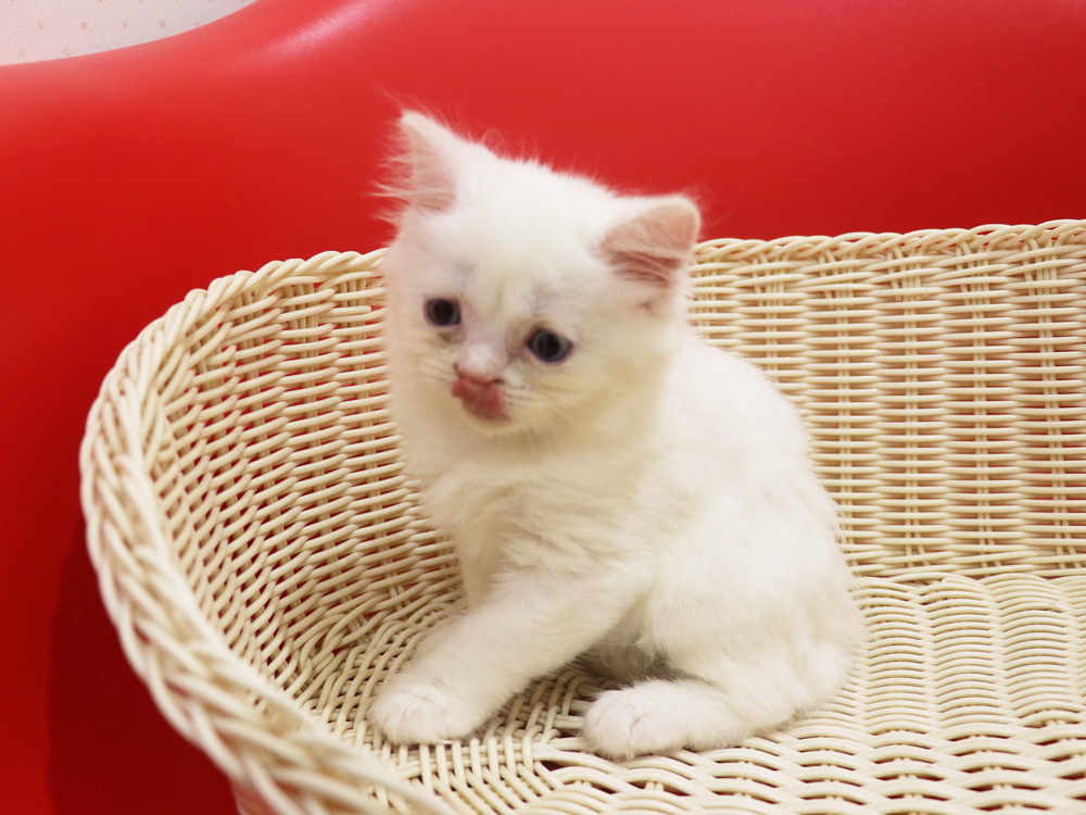 スコティッシュフォールドの子猫画像