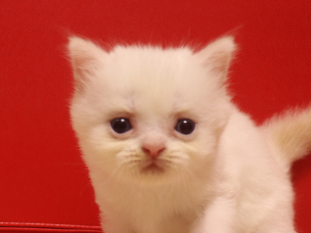 スコティッシュフォールドの子猫画像