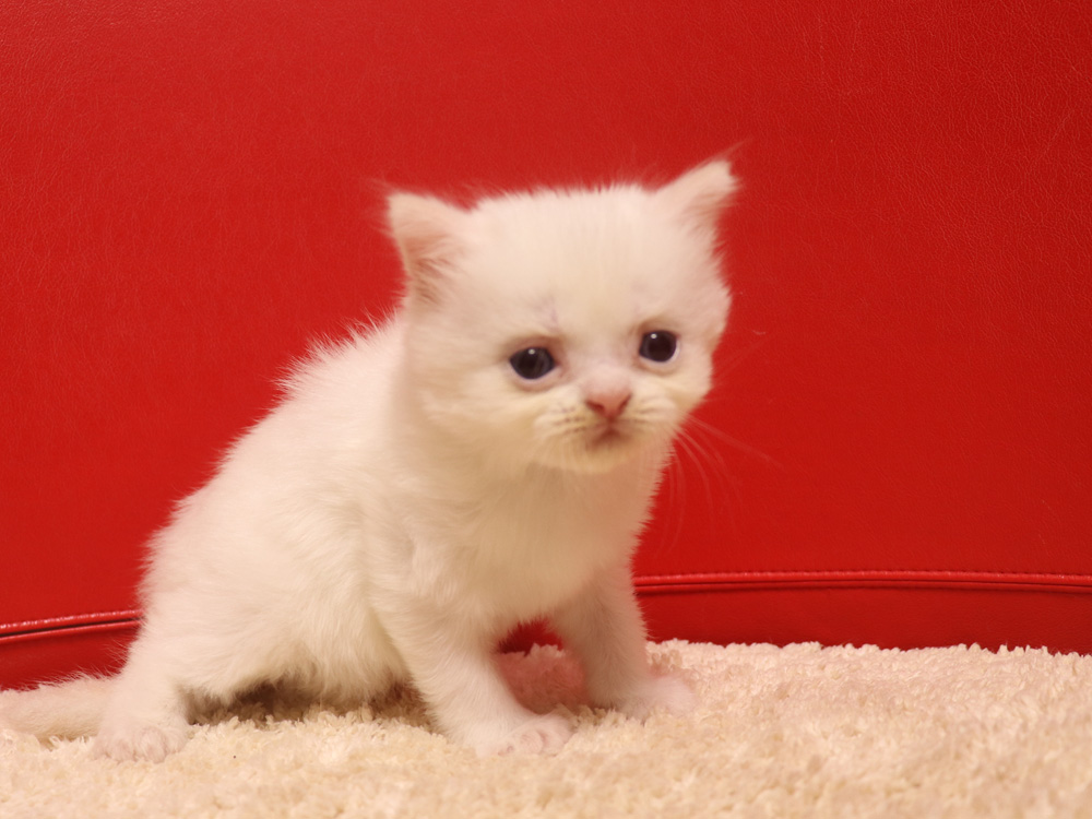スコティッシュフォールドの子猫画像
