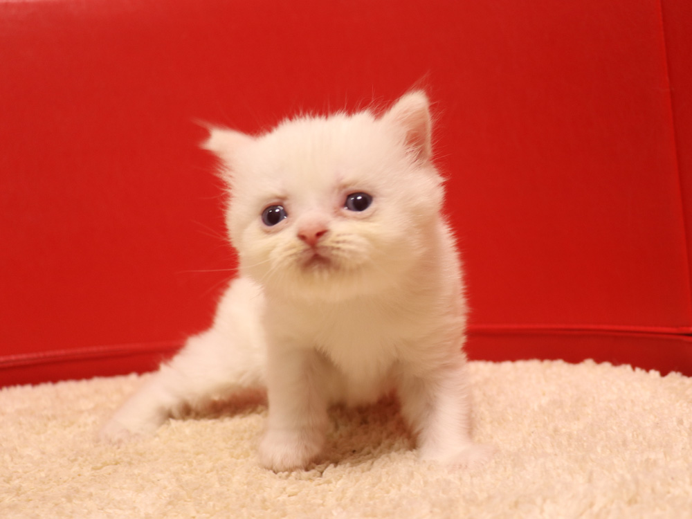 スコティッシュフォールドの子猫画像
