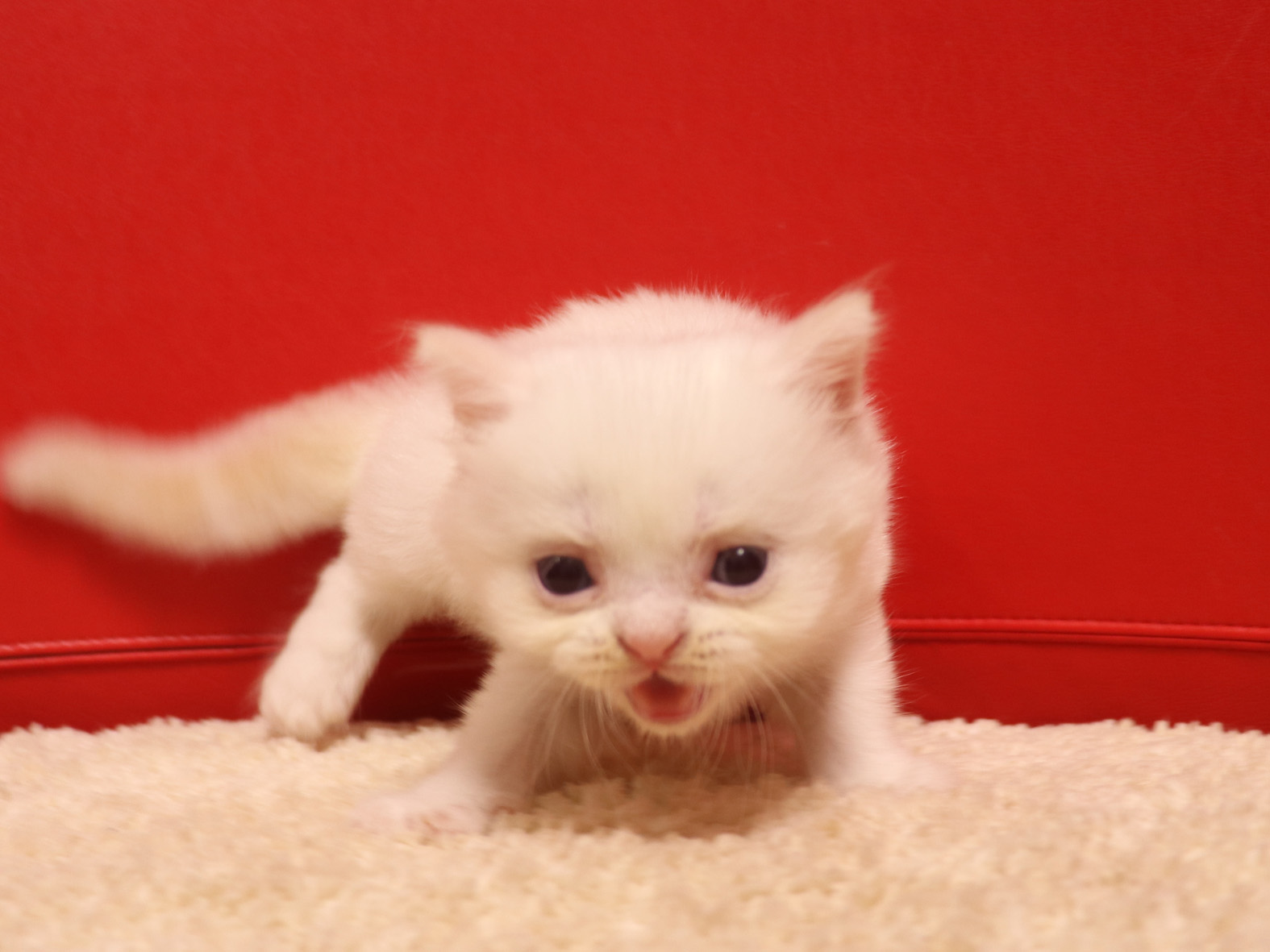 スコティッシュフォールドの子猫画像