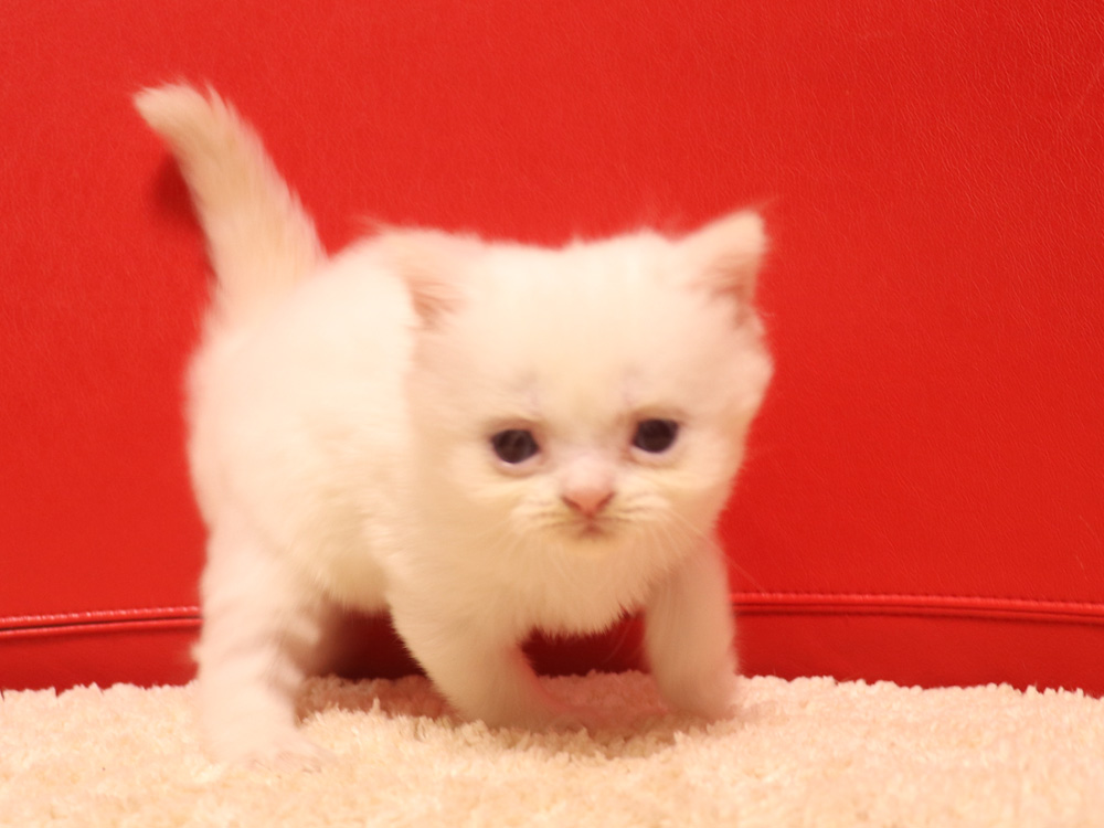 スコティッシュフォールドの子猫画像