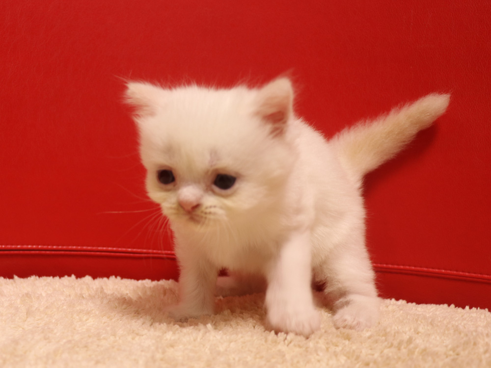 スコティッシュフォールドの子猫画像