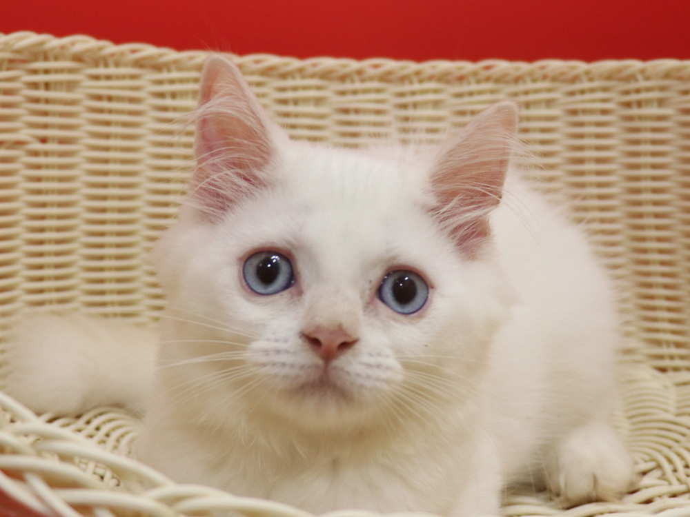 スコティッシュフォールドの子猫画像