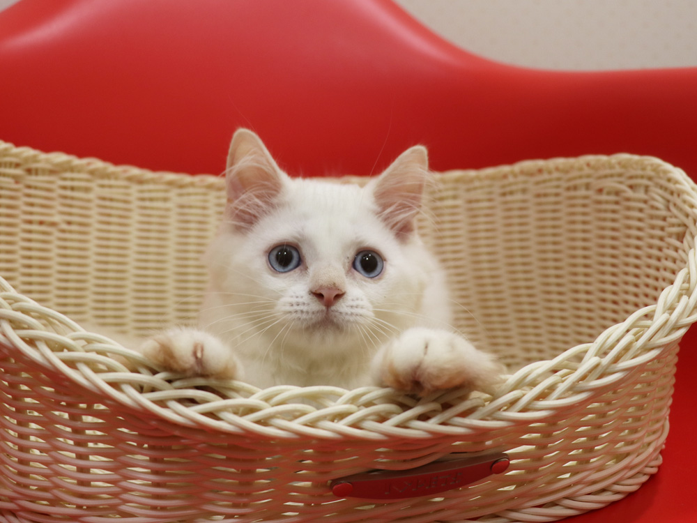 スコティッシュフォールドの子猫画像